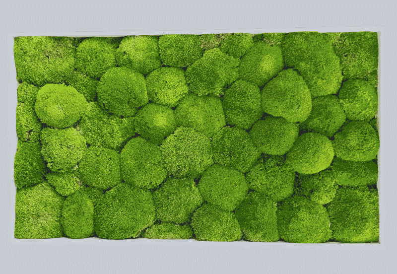 moosbild mit grauem Rahmen