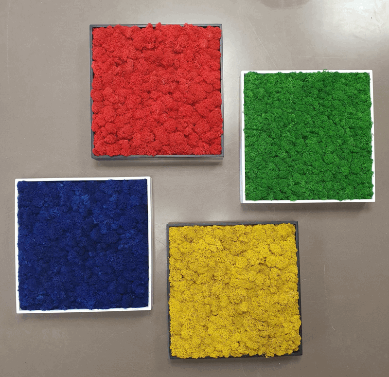 moos-naturprodukt Moos ist ein Naturprodukt und wird in ein Kunststück verwandelt