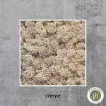 Moosbild aus Islandmoos in der Farbe creme