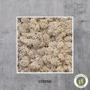 Moosbild aus Islandmoos in der Farbe creme