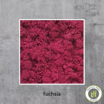 Moosbild eckig Islandmoos - fuchsia