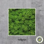 Moosbild eckig Islandmoos in der Farbe hellgrün