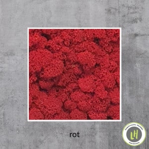 Moosbild eckig Islandmoos in der Farbe blau