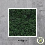 Islandmoos Moosbild in der Farbe waldgrün