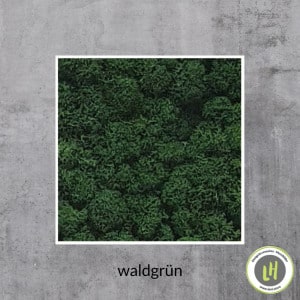 Islandmoos Moosbild in der Farbe waldgrün
