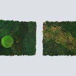 Moosbilder für Büros und Innenräume