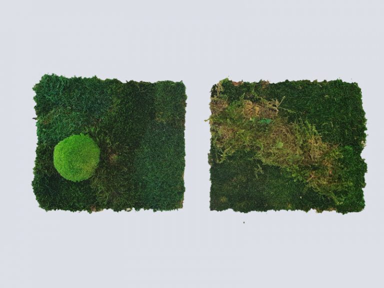 Moosbilder für Büros und Innenräume