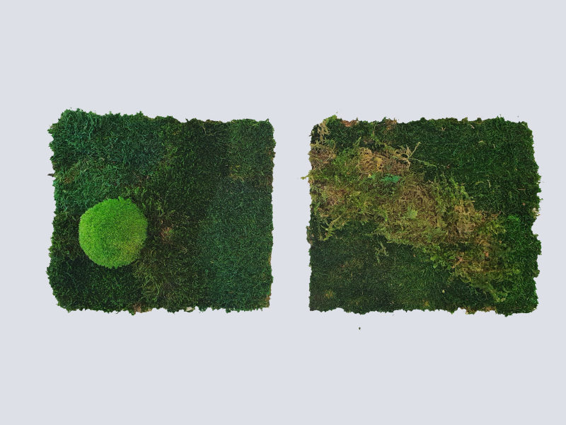 Moosbilder-fenster Moosbilder für Büros und Innenräume