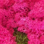 Farbige Moosbilder verschönern das Ambiente