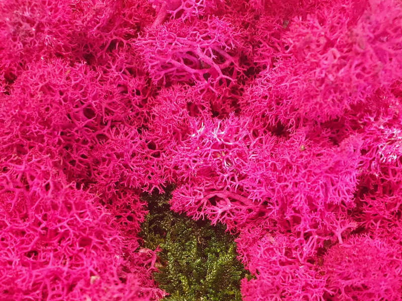 moosbilder-in-farbe Farbige Moosbilder verschönern das Ambiente